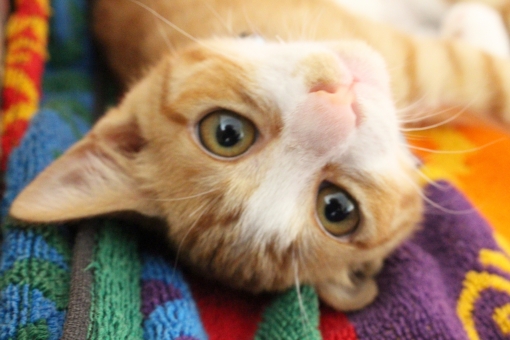 ねこ