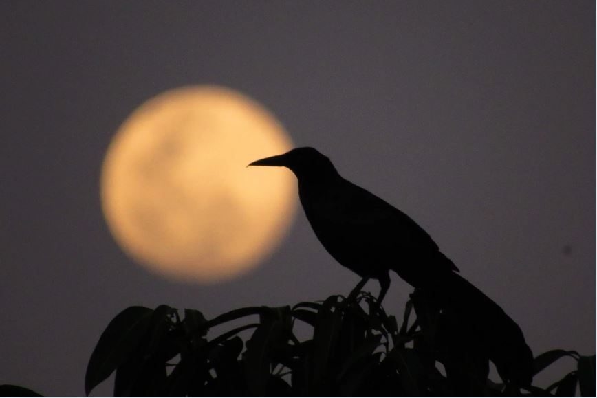 夜にカラスが鳴く スピリチュアル